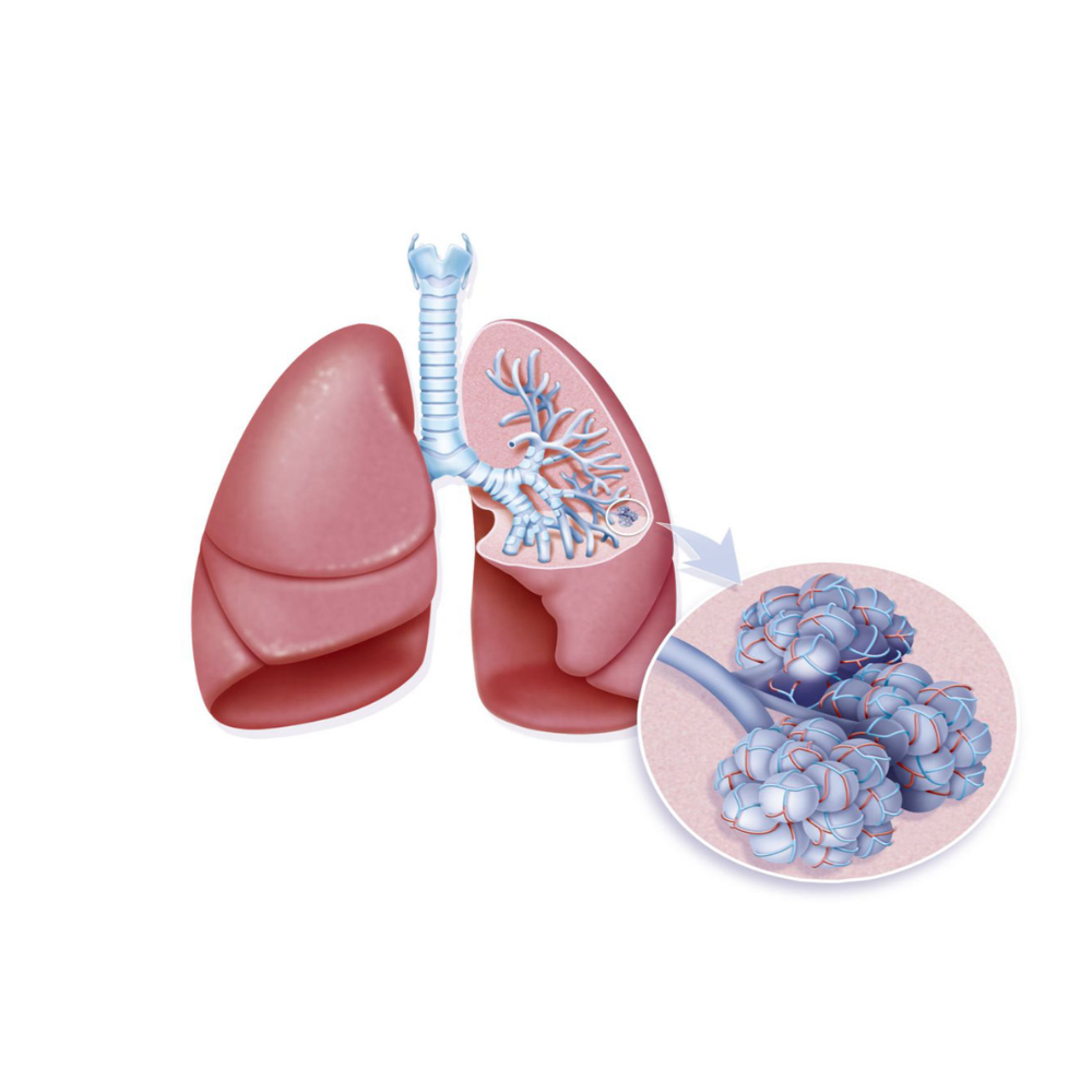 Lungs & Allergy Care