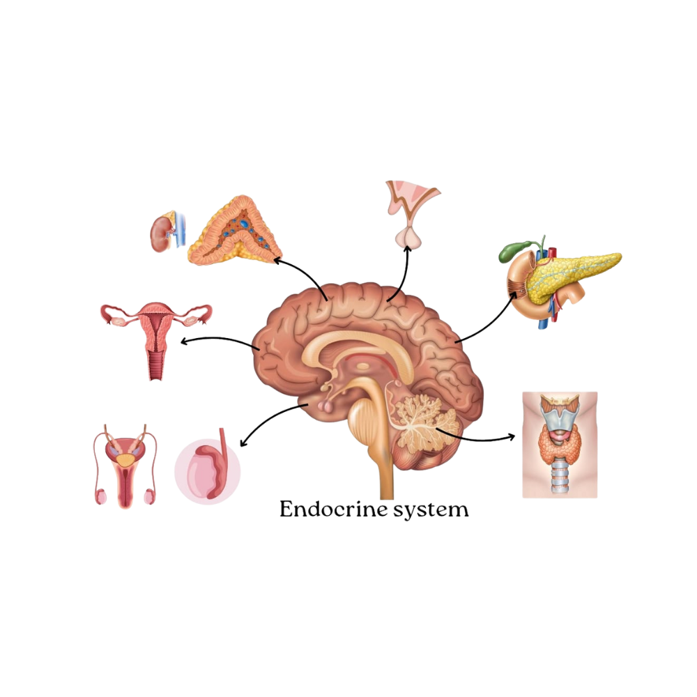 Endocrine & Metabolic Care