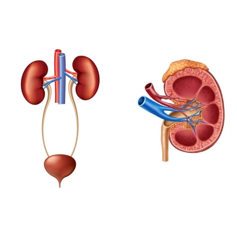 Renal & Edema Care